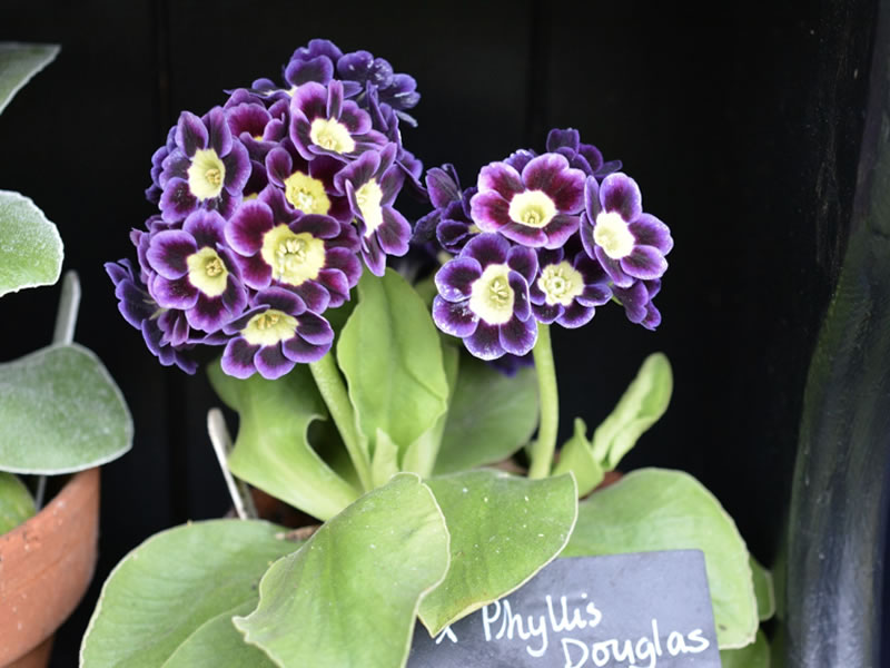 One of our own seedling auriculas.