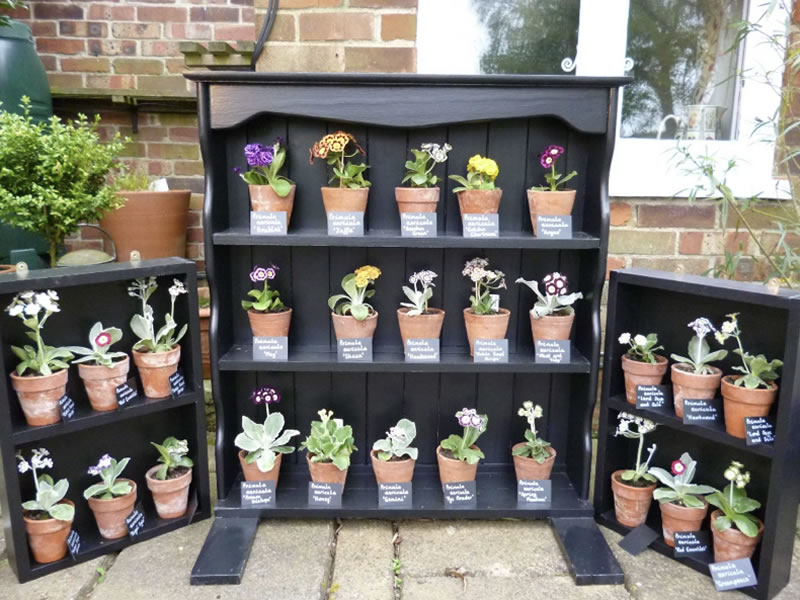 Auricula Theatre/plant display small 
